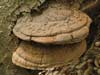 ganoderma lipsiense